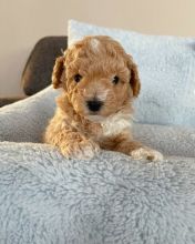 Male and Female Golden Retriever Puppies Available (lorjuans937473@gmail.com)