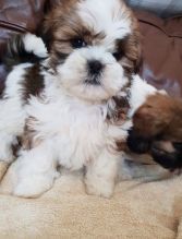 Male and Female Shih Tzu Puppies Available 💕Delivery Available🌎