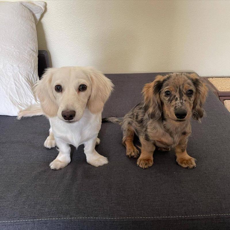 Lovely dachshund puppies available. Image eClassifieds4u