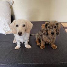 Lovable dachshund puppies available for rehoming Image eClassifieds4U