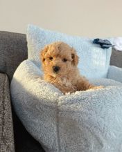 Male and Female Golden Retriever Puppies Available (lorjuans937473@gmail.com). Image eClassifieds4u 1