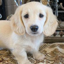 Beautiful Miniature Dachshund Puppies 💕Delivery Available🌎