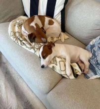Jack Russell Pups Ready For Adoption! Email petsfarm21@gmail.com Image eClassifieds4u 2