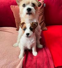 Jack Russell Pups Ready For Adoption! Email petsfarm21@gmail.com Image eClassifieds4u 3