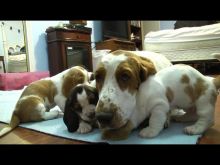 Affectionate Basset Hound Puppies Available 💕Delivery Available🌎