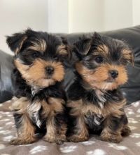 Excellent Male and Female Yorkie Puppies Available 💕Delivery Available🌎