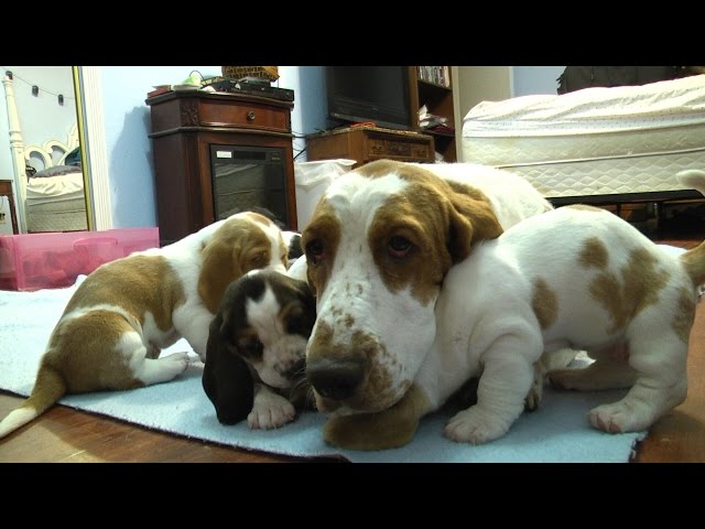 Affectionate Basset Hound Puppies Available 💕Delivery Available🌎 Image eClassifieds4u