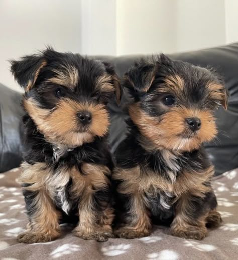 Male and Female Yorkie Puppies Available 💕Delivery Available🌎 Image eClassifieds4u