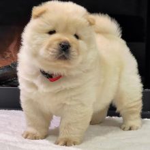 Cute male and female Chow Chow puppies for adoption.