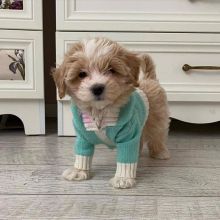 Goegeous male and female Maltipoo puppies for adoption