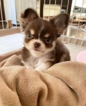 Lovely Male and Female Chihuahua Puppies for Adoption