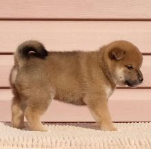 Smart male and female shiba Inu puppies for adoption