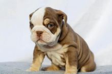 Sweet male and female English bulldog puppies for adoption