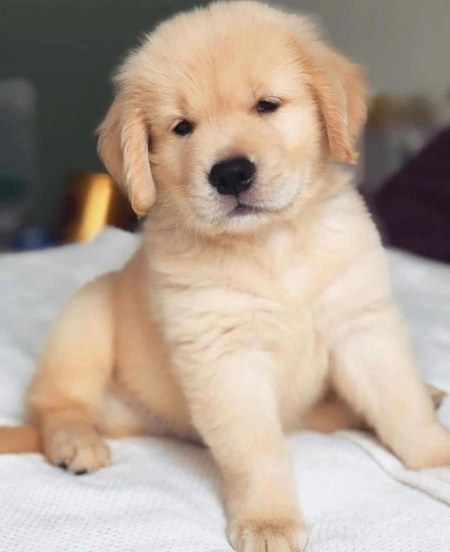 Beautiful male and female Golden Retriever puppies for adoption Image eClassifieds4u