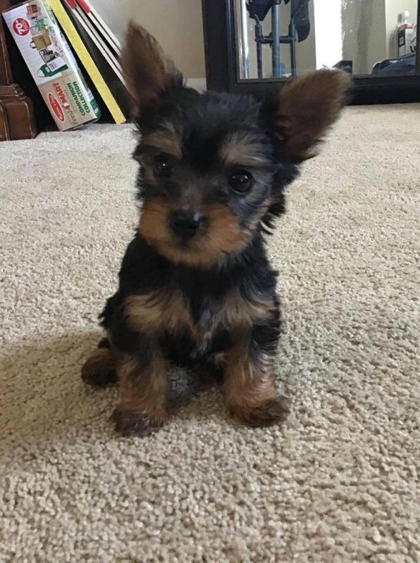 Cute male and female Yorkshire Terrier puppies for adoption. Image eClassifieds4u