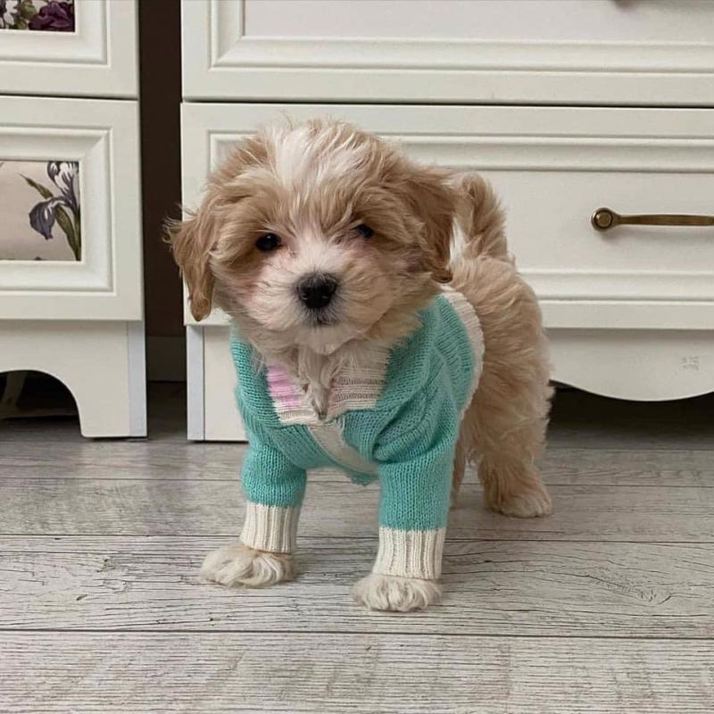 Goegeous male and female Maltipoo puppies for adoption Image eClassifieds4u
