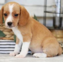 Adorable male and female Beagle puppies for adoption Image eClassifieds4U
