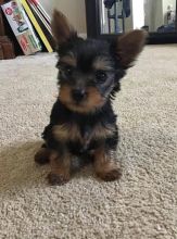 Cute male and female Yorkshire Terrier puppies for adoption. Image eClassifieds4U