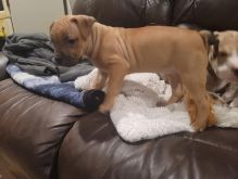 Stuning male and female Pitbull puppies for adoption. Image eClassifieds4U