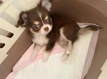 Lovely Male and Female Chihuahua Puppies for Adoption