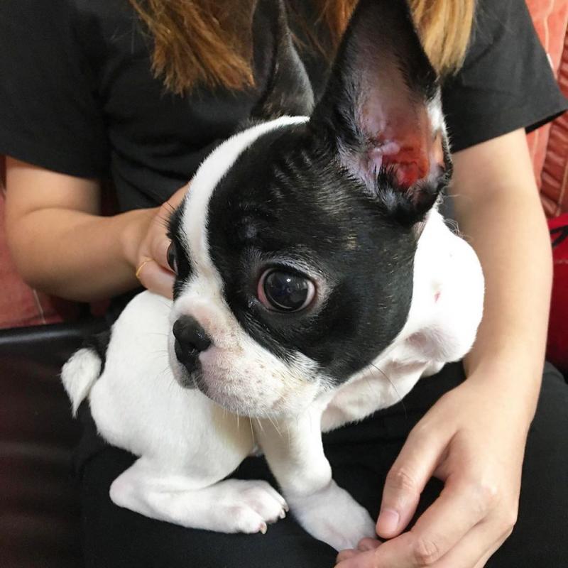 Beautiful French Bulldog Puppies for Adoption 💕Delivery possible🌎 Image eClassifieds4u