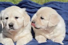 Awesome Labrador Retriever Puppies Available 💕Delivery Available🌎 Image eClassifieds4U