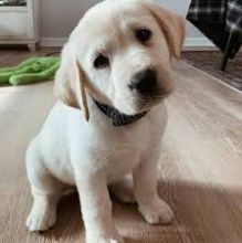 Male and Female Labrador Retriever Puppies 💕Delivery Available🌎 Image eClassifieds4u 2