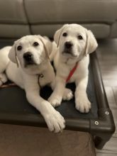 Male and Female Labrador Retriever Puppies 💕Delivery Available🌎 Image eClassifieds4u 2