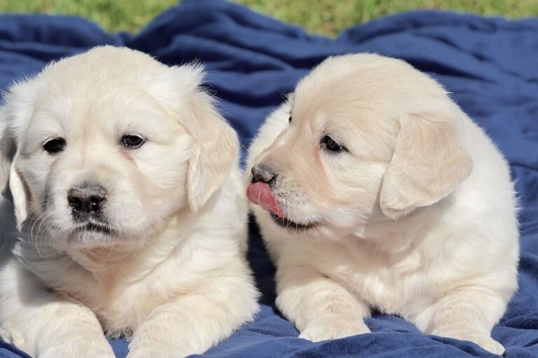 Male and Female Labrador Retriever Puppies 💕Delivery Available🌎 Image eClassifieds4u
