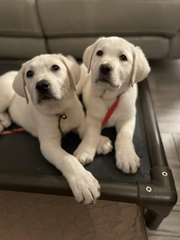 Male and Female Labrador Retriever Puppies 💕Delivery Available🌎 Image eClassifieds4u