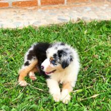 Australian Shepherd puppies😍😂😁😀