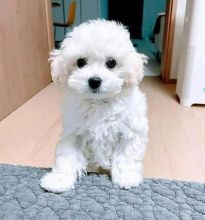 Bichon Frise puppies ready now