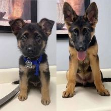 German Shepherd puppies