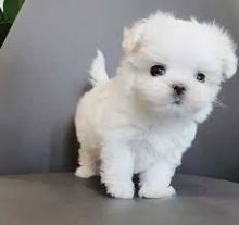 Maltese Puppies🐶💗🐶