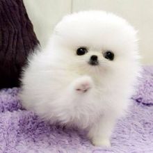 Volledige Pedigree Pemeranian-puppy's