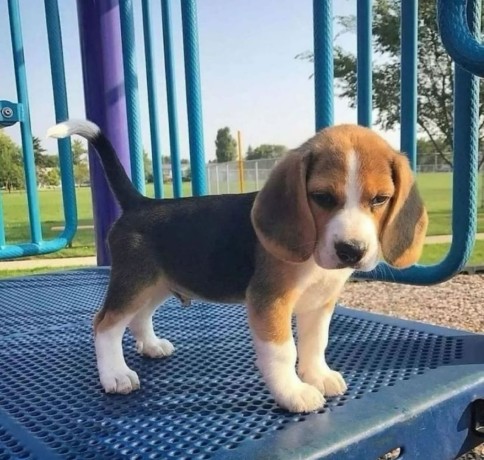 Adorable Beagle puppies, Image eClassifieds4u