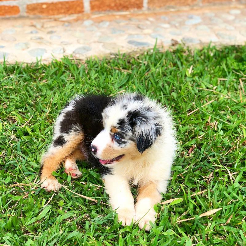 Australian Shepherd puppies😍😂😁😀 Image eClassifieds4u