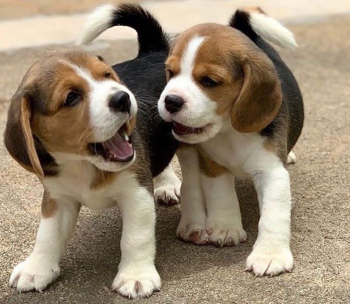 Beagle puppies💗💚✅ Image eClassifieds4u