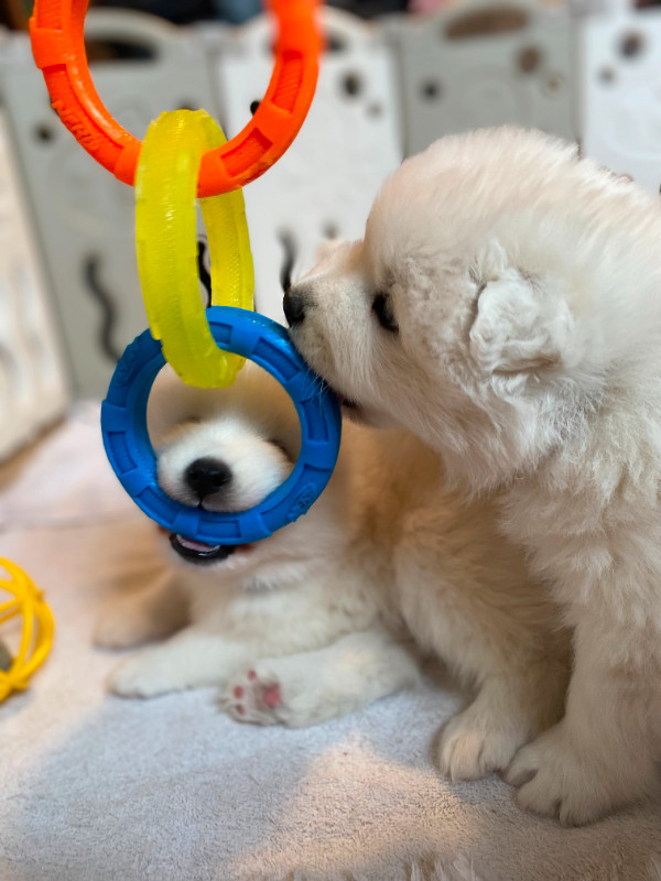 Beautiful Samoyed puppies Image eClassifieds4u