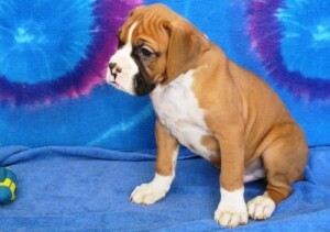 CKC Boxer puppies available Image eClassifieds4u