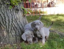 Cute and lovely male and female Weimaraner Puppies Image eClassifieds4u
