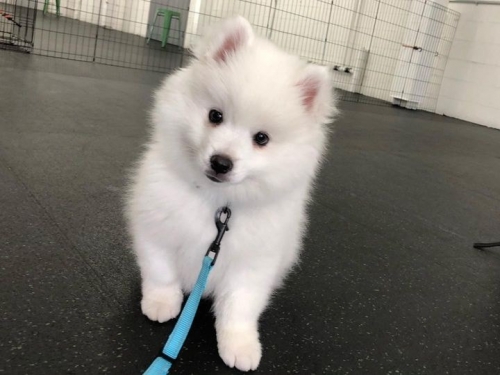 Cute male and female Toy American Eskimo Puppies available Image eClassifieds4u