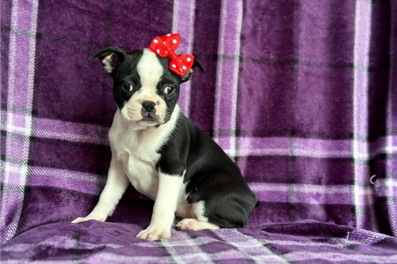 Gorgeous Boston terrier puppies Image eClassifieds4u