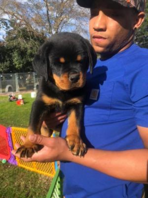 Healthy Male and Female Rottweiler puppies Image eClassifieds4u