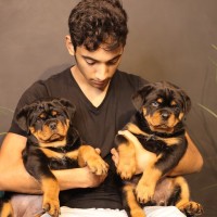 Adorable Rottweiler puppies available Image eClassifieds4u 2