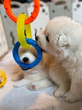 Beautiful Samoyed puppies Image eClassifieds4u 2