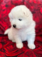 Beautiful Samoyed puppies Image eClassifieds4u 3