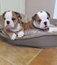 CKC English Bulldog puppies available Image eClassifieds4u 2