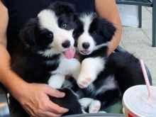 Cute Border Collie puppies. Image eClassifieds4u 3