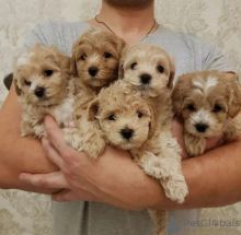 Cute Maltipoo Puppies Image eClassifieds4U